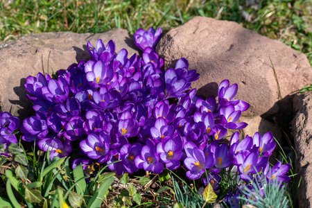 Purple crocus flowers blooming in spring on a sunny dayの写真素材