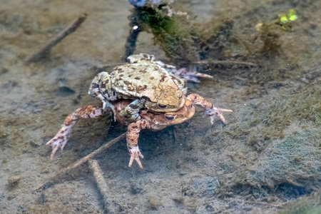 Two Common toad (Bufo bufo) in the water male and femaleの写真素材