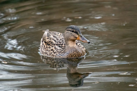 Female mallard duck (Anas platyrhynchos) swimming in waterの写真素材
