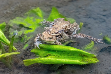 Two Common toad (Bufo bufo) in the water male and femaleの写真素材