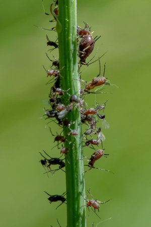Ants and aphids on a blade of grass. Macro.