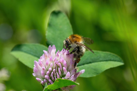 Bumblebee collecting nectar from purple flower. Bee pollinates flowers.の写真素材