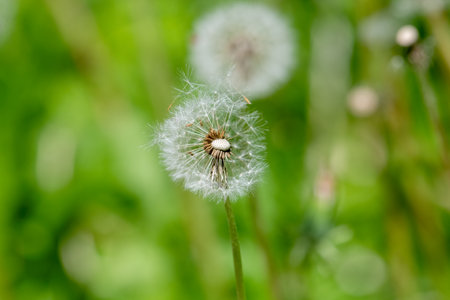 Ripe dandelion Seed Blossom in front of soft blurred green backgroundの写真素材