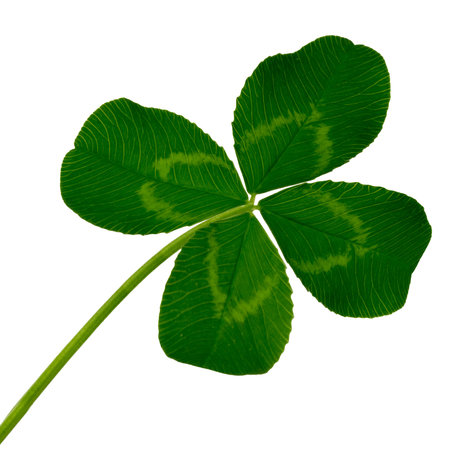 Clover leaf isolated on white background.