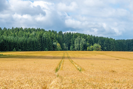 Wheat field and forest in the background. Rural landscape in summerの写真素材