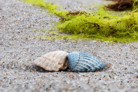 Seashells on the beach with seaweed and sand.の写真素材