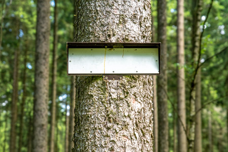 A signboard on the trunk of a tree in the forest.の写真素材