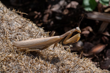 Image of praying mantis on brown dry grass background. Insect Animalの写真素材