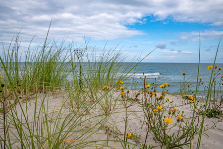 Yellow flower on a sand dune on the Baltic Sea coast.の写真素材