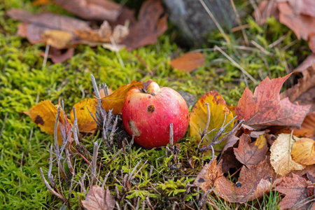 Fallen red apple lying on the moss in the autumn forest.の写真素材