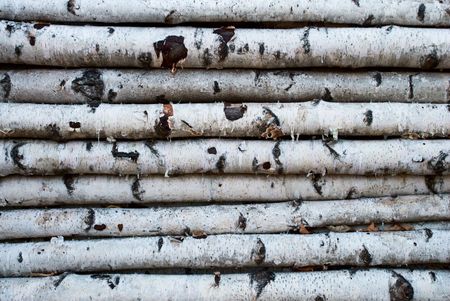 	 trunks of birchの写真素材
