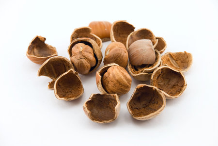 	 hazelnutの写真素材