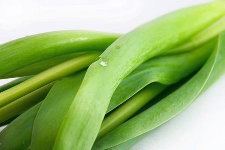 	 tulip stems