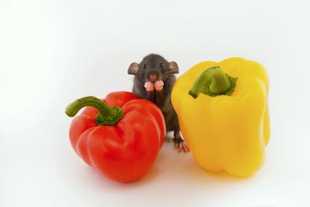 	 house rat and pepper on a white backgroundの写真素材