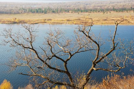 tree against the backdrop of the Riverの写真素材