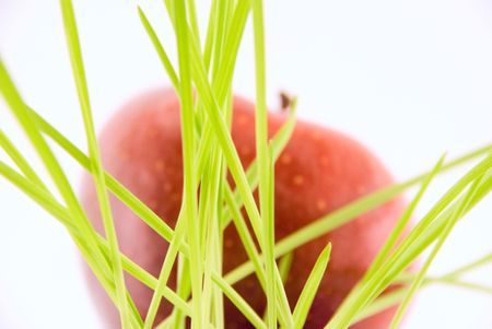  apple for the grassの写真素材