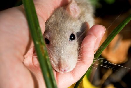	 domestic rat in the hands ofの写真素材
