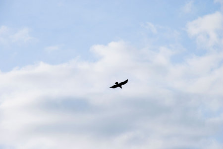 	 bird in the skyの写真素材