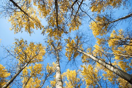  top autumn aspensの写真素材