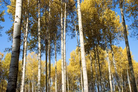 	 autumn forestの写真素材