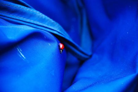 ladybird on the bagの写真素材