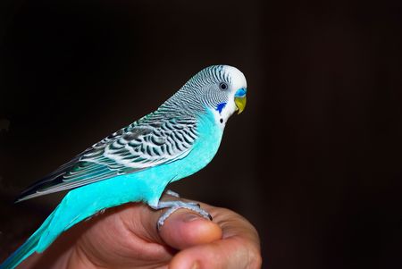 parrot on his armの写真素材