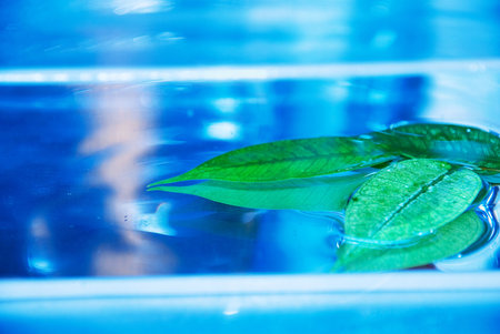 leaf waterの写真素材