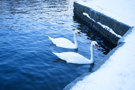 white swan in the waterの写真素材