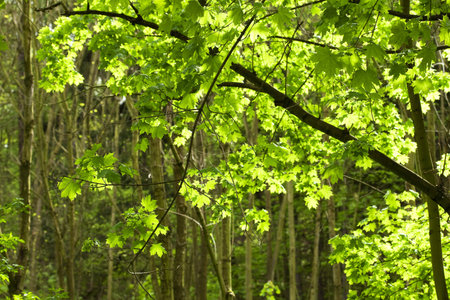 green maple tree on the background of the sunny sky