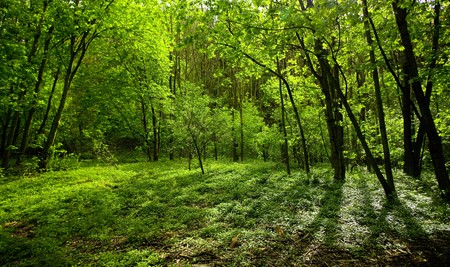 sunlight streaming through the tree crownの写真素材