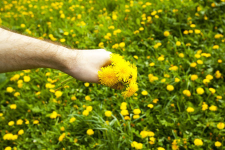 dandelions in the hands of men on the background field of dandelionsの写真素材
