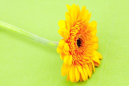 yellow gerbera on green clothの写真素材
