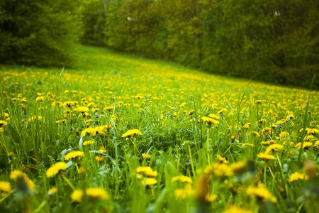 background field of dandelions in the woodsの写真素材