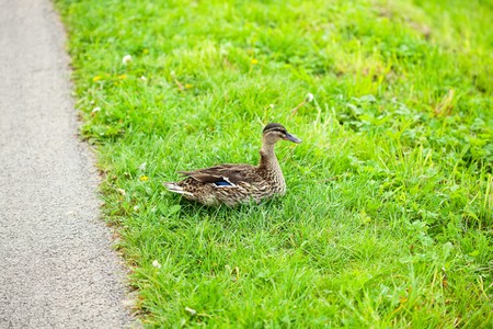 ducks sitting on the grassの写真素材