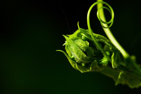 bud of a flower on a dark backgroundの写真素材