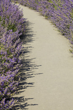 path with blue flowersの写真素材