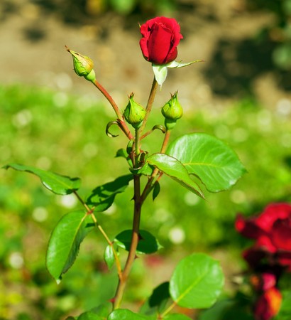  rose の写真素材