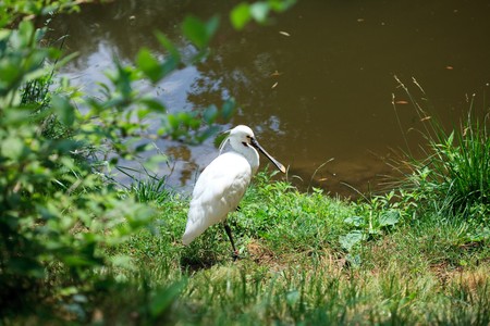 heron standing on the grassの写真素材