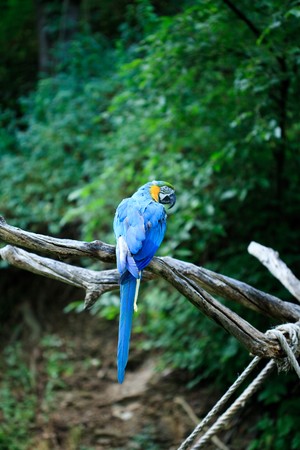 macaw sitting on a branchの写真素材