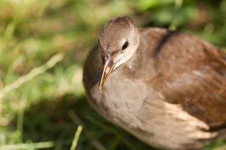 gray bird on a background of green grassの写真素材