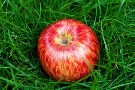 red apple lying on green grass