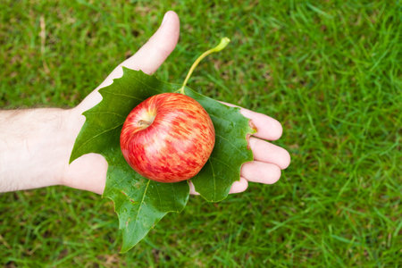 Apple in hand withÂ leaves on the background of grass