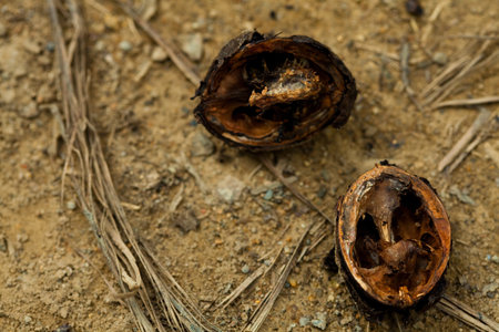 old walnut lying on the ground
