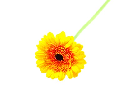 gerbera isolated on whiteの写真素材