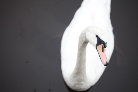 Swan on the water and rainの写真素材