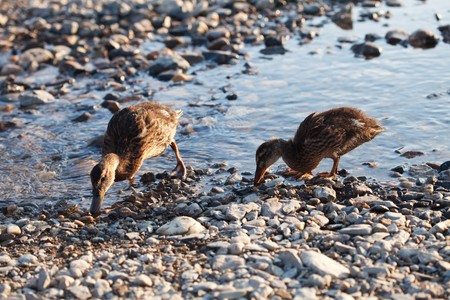 Ducks on the waterの写真素材