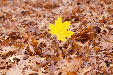 yellow maple leaf on a background of oak autumn leavesの写真素材