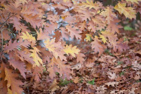 background of yellow autumn leavesの写真素材