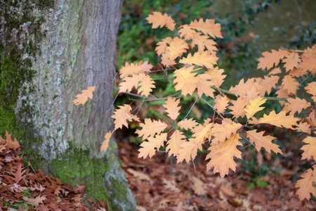 autumn oak leaves on the trees
