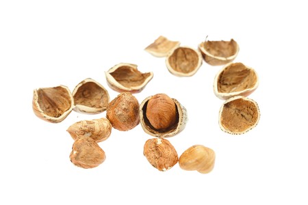 hazelnuts isolated on whiteの写真素材